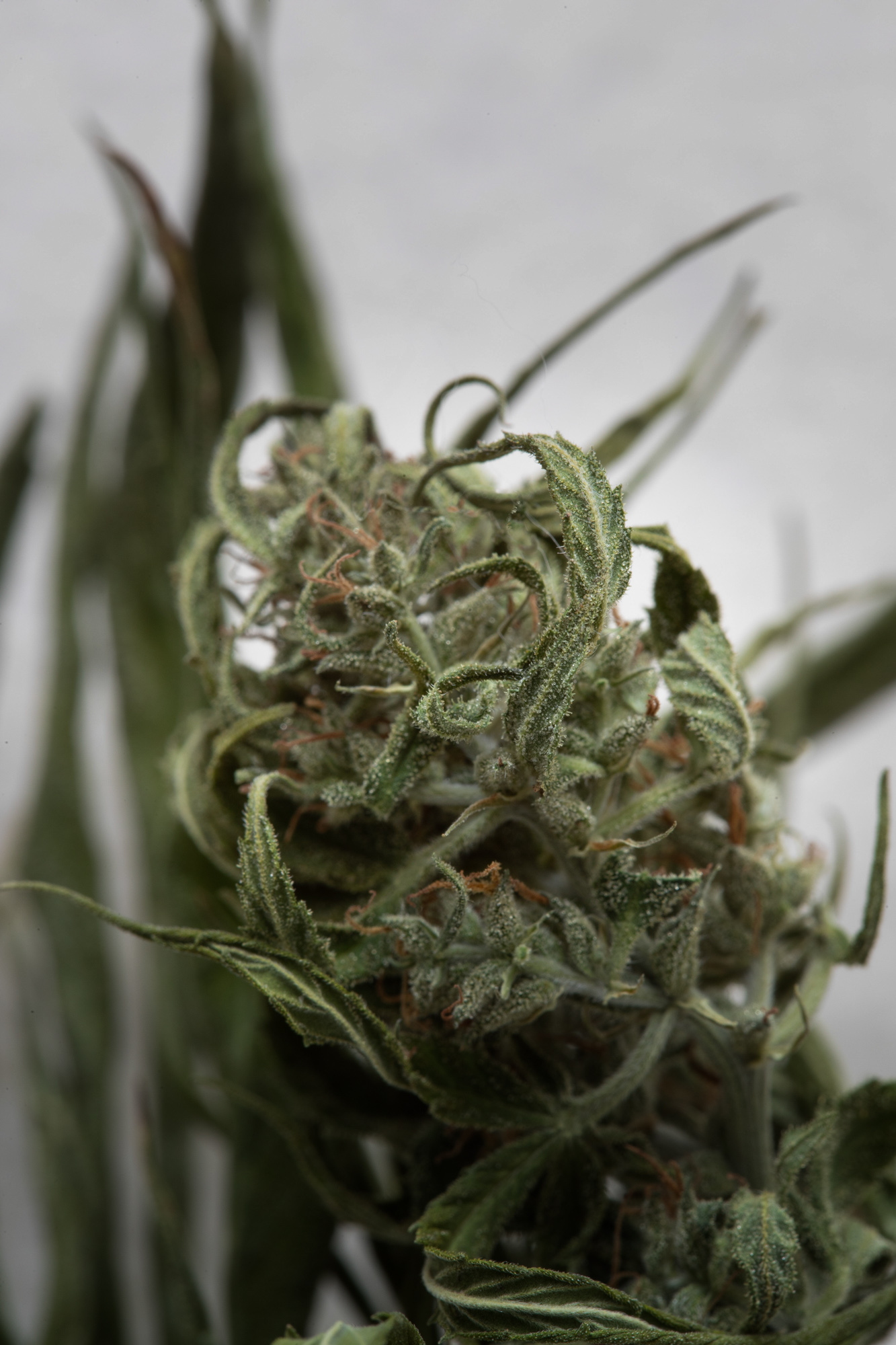 Hemp